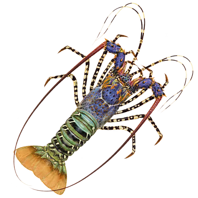 Rock Lobster