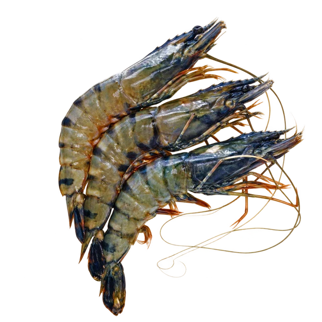 Whole Tiger Prawns